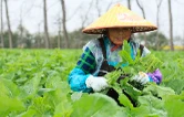 500亩“板蓝根青菜”抢鲜上市 变身增收“致富菜”