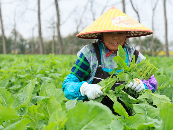 500亩“板蓝根青菜”抢鲜上市 变身增收“致富菜”
