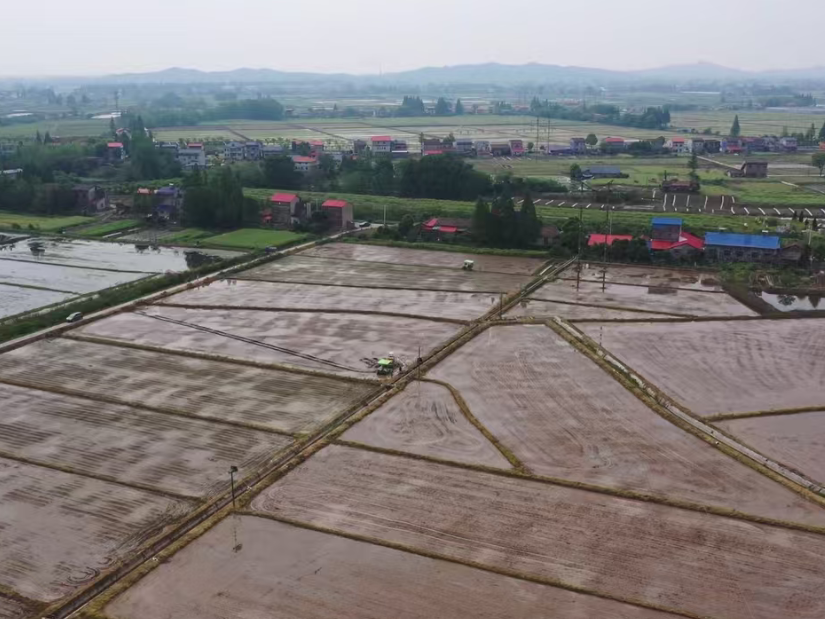 插秧机田间“加速度” 45.5万亩早稻栽插近尾声