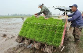 操军镇：机械化移栽按下春耕“加速键”