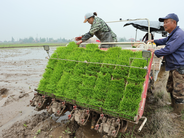 操军镇：机械化移栽按下春耕“加速键”
