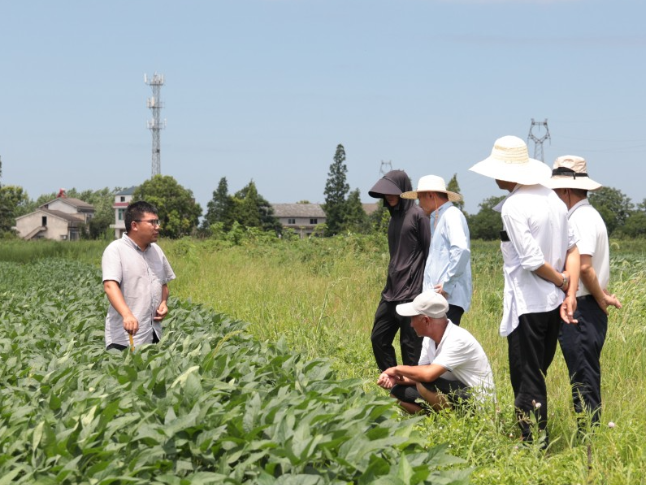 湖南省农科院大豆专家来华容开展技术指导 助力产业提质增效