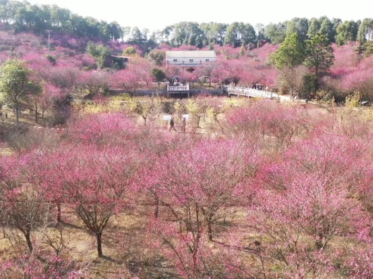 华容暖冬梅开 梅花源开园迎客