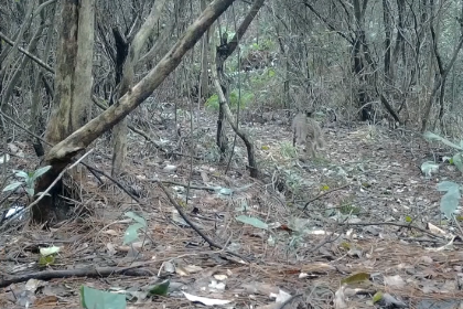 湖南拍摄到野外豹猫活动影像