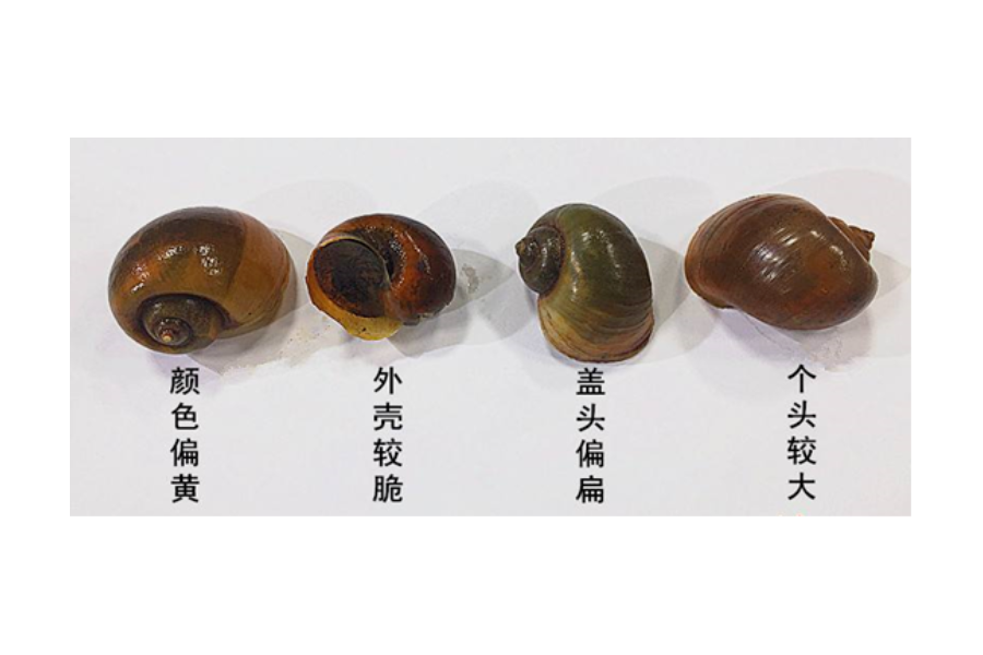 福寿螺进入繁殖季 体内寄生虫多达上千条，湘乡人注意不要误食