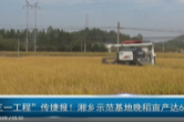 “三一工程”传捷报！湘乡示范基地晚稻亩产达652.5公斤