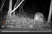 国家二级保护动物豹猫首现湘乡