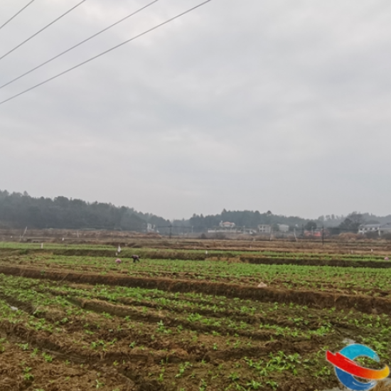 新春走基层丨湘乡：冬闲人不闲 蔬菜采收忙