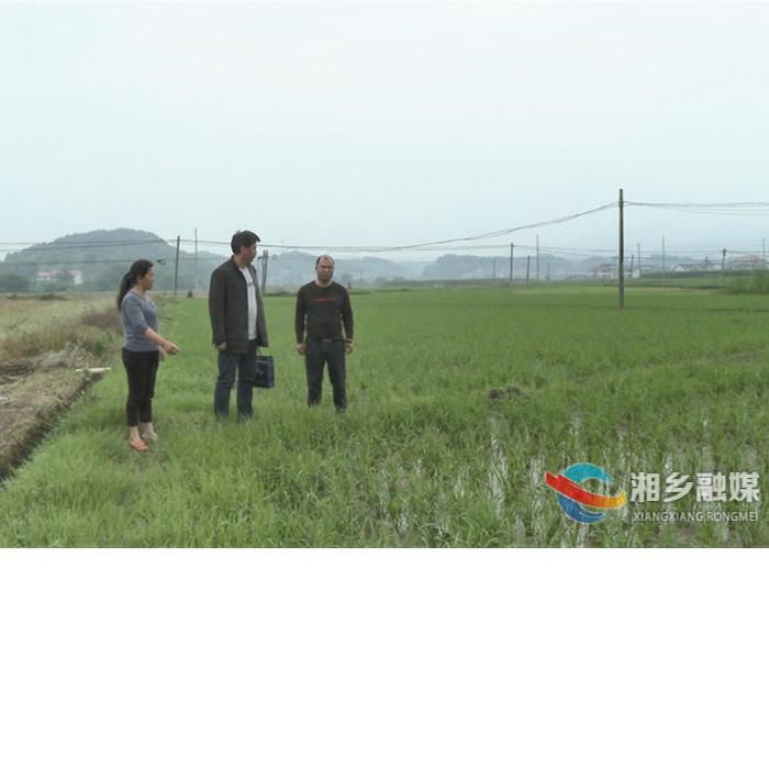 湘乡146名农技人员深入田间地头“问诊把脉”