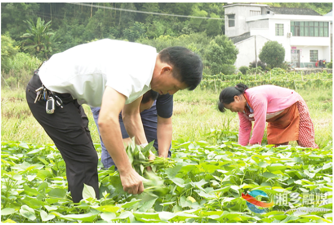 湘乡退伍军人刘和平：建功乡村振兴“新战场” 