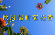 秋风起时菊花香