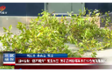 园林垃圾“随产随清” 变废为宝 我市启用粉碎车开启绿色处理新模式