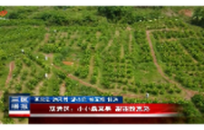 双清区：小小桑葚果 甜甜致富路