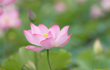 双清：盛夏将至寻荷去 误入藕花深处