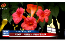 双清区:凌霄绽放解锁初夏浪漫