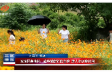 双清区莲荷村:硫华菊绽放绘金毯 游人如织醉花间