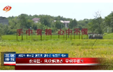 双清区：风吹稻浪香 早稻丰收忙
