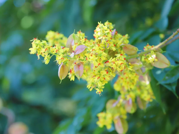 双清区：栾花绽放 秋意渐浓
