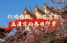红墙作纸，桃花落款  玉清宫的春日印章