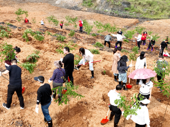 履行植树义务，共建美丽双清——爱莲街道云十村掀起增绿热潮