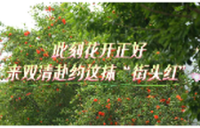 此刻花开正好 来双清赴约这抹“街头红”