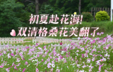 初夏赴花海！双清格桑花美翻了