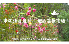 来双清前进村，邂逅蔷薇花墙