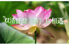 双清盛夏，“荷” 你相遇