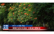凌霄花墙惊艳绽放 扮靓城市微景观