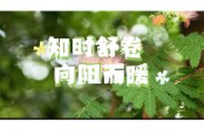 知时舒卷，向阳而暖——在邵水河岸，遇见合欢的温柔