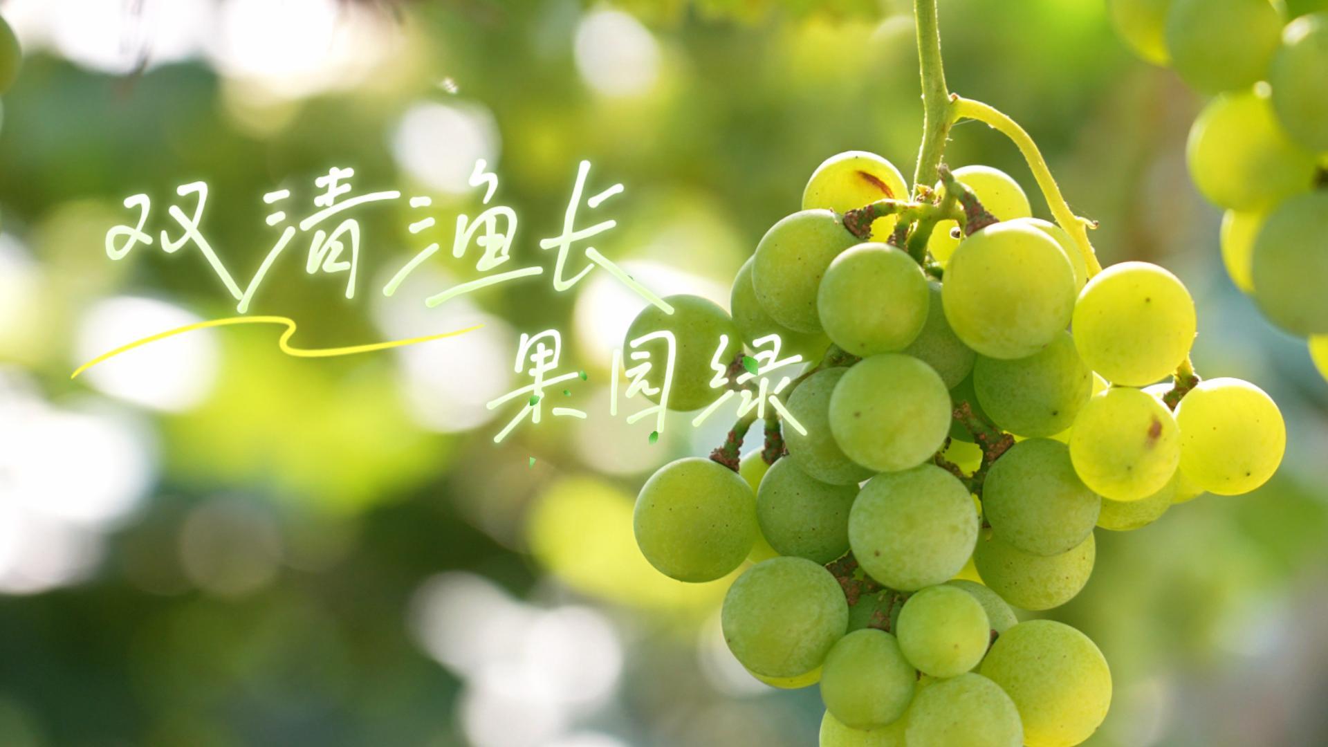 双清渔长果园绿，千亩葡萄待君取