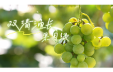 双清渔长果园绿，千亩葡萄待君取