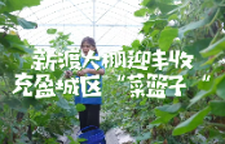 新渡大棚迎丰收 充盈城区“菜篮子”
