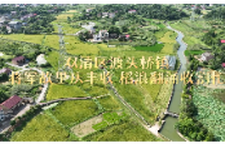 双清区渡头桥镇：将军故里庆丰收 稻浪翻涌收割忙