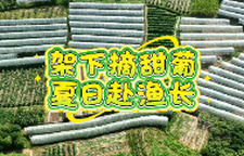 架下摘甜葡，夏日赴渔长｜双清区高崇山葡萄品鉴活动启幕