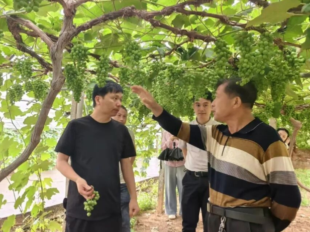 科技助农 | 双清区高崇山镇葡萄产业在科技赋能下迎来新发展