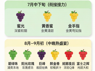 高崇山千亩葡萄即将进入赏味期，这份“藤上熟”寻味指南请收好
