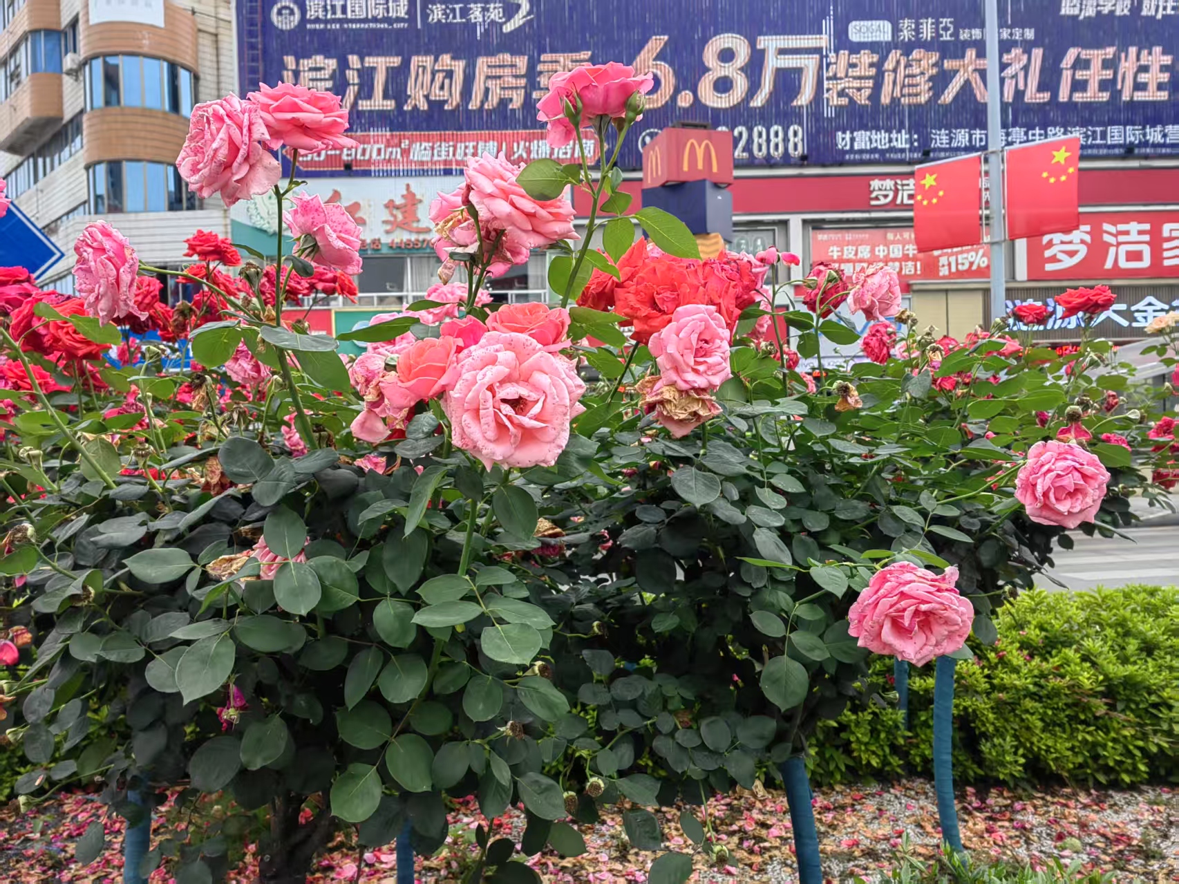 花.jpg