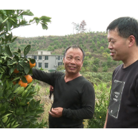 市科技特派员助果农稳产销售