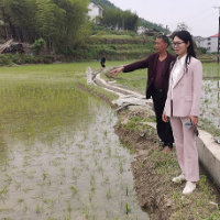 落马江村多措并举增加双季稻面积300亩 