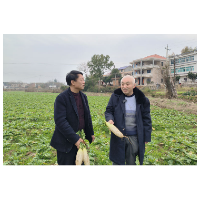 中国农科院麻类研究所专家团来涟调研桥头河萝卜产业