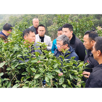 省委组织部“田间课堂”为涟源市果农“传经送宝”