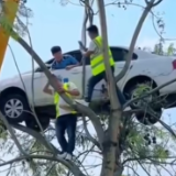 “驾校教练车开上树”系摆拍