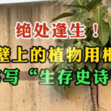 绝处逢生！桥壁上的植物用根系书写“生存史诗”