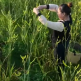@祁东人 回来种黄花菜了！