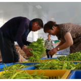 阴雨天也不怕！祁东黄花菜告别“看天吃饭”
