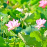 盛夏限定浪漫 夏日炎炎 好运“莲莲”