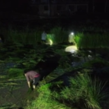 月光草浪 暗藏亿元财富密码