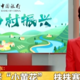 夜采“小黄花” 株株赛“黄金”