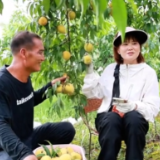 黄桃成熟果飘香 线上线下销售忙